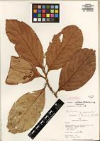 Holotype of Nectandra reflexa Rohwer [family LAURACEAE]