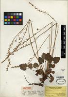 Type of Heuchera parvifolia var. microcarpa Rosend., Butters & Lakela [family SAXIFRAGACEAE]