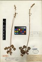 Type of Heuchera flabellifolia var. subsecta Rosend., Butters & Lakela [family SAXIFRAGACEAE]