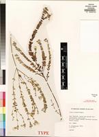 Isotype of Linum villosum C.M. Rogers [family LINACEAE]