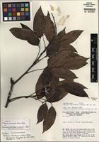 Isotype of Talisia chartacea Acev.-Rodr. [family SAPINDACEAE]