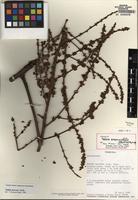 Holotype of Talisia nervosa Radlk. [family SAPINDACEAE]