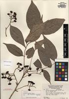 Isotype of Matayba longipes Radlk. [family SAPINDACEAE]