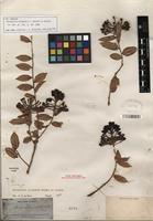 Isotype of Marcgravia oligandra C. Wright ex Griseb. [family MARCGRAVIACEAE]