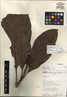 Isotype of Magnolia neillii (Lozano) Govaerts [family MAGNOLIACEAE]