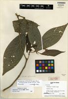 Holotype of Raritebe palicoureoides subsp. dwyerianum J.H. Kirkbr. [family RUBIACEAE]