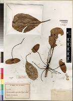 Type of Terminalia superba Engl.&Diels [family COMBRETACEAE]