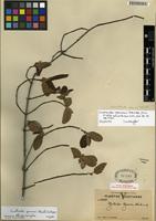 Isotype of Guettarda deamii Standl. [family RUBIACEAE]