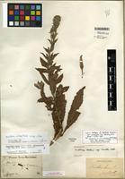 Neotype of Oenothera villosa subsp. villosa [family ONAGRACEAE]