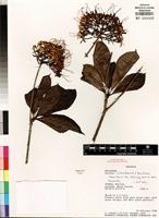 Isotype of Pavetta lulandoensis Bridson [family RUBIACEAE]