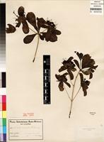 Type of Pavetta catophylla K. Schum. [family RUBIACEAE]
