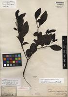Isotype of Solanum caavurana Vell. [family SOLANACEAE]