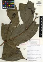 Isotype of Coussarea liesneri Steyerm. [family RUBIACEAE]