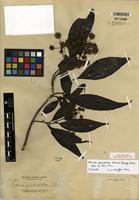 Isotype of Adina zschokkei Elmer [family RUBIACEAE]