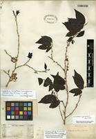 Isolectotype of Casearia praecox Griseb. [family SALICACEAE]