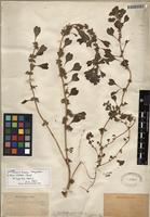 Isotype of Amaranthus acutilobus Uline & W.L. Bray [family AMARANTHACEAE]
