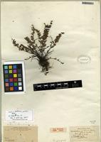 Isotype of Argyrochosma palmeri (Baker) Windham [family PTERIDACEAE]