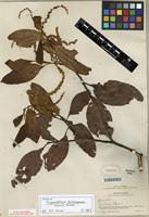 Type of Trigonobalanus doichangensis (A. Camus) Forman [family FAGACEAE]
