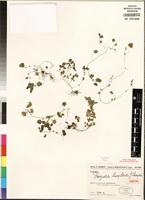 Isotype of Droguetia humbertii Leandri [family URTICACEAE]