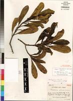 Isotype of Malagasia alticola (Capuron) L.A.S. Johnson&B.G. Briggs [family PROTEACEAE]