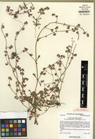 Isotype of Chorizanthe pungens var. hartwegiana Reveal & Hardham [family POLYGONACEAE]
