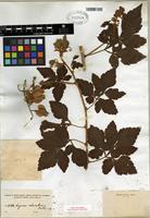 Type of Serjania columbiana Radlk. [family SAPINDACEAE]