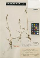 Isosyntype of Hordeum brevisubulatum subsp. turkestanicum Tzvelev [family POACEAE]
