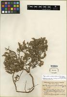 Paratype of Thymelaea procumbens A. Fern. & R. Fern. [family THYMELAEACEAE]