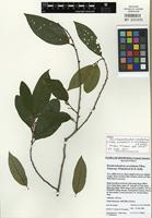 Paratype of Hondurodendron urceolatum C. Ulloa, Nickrent, Whitefoord & D. L. Kelly [family OLACACEAE]
