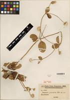 Type of Gomphrena guaranitica Chodat [family AMARANTHACEAE]