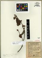 Isotype of Litsea tsinlingensis Yen C. Yang & P.H. Huang [family LAURACEAE]