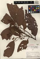 Isotype of Nectandra dasystyla Rohwer [family LAURACEAE]