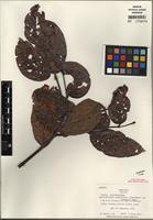 Isotype of Banisteriopsis acapulcensis var. llanensis B. Gates [family MALPIGHIACEAE]
