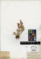 Syntype of Nephrodium fauriei H. Christ [family DRYOPTERIDACEAE]