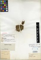 Isotype of Selaginella shakotanensis (Franch. ex Takeda) Miyabe & Kudo [family SELAGINELLACEAE]