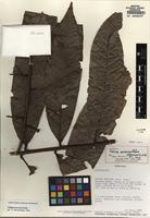 Holotype of Talisia nervosa Radlk. [family SAPINDACEAE]