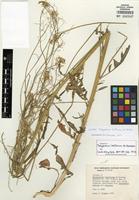 Isotype of Thelypodium laxiflorum Al-Shehbaz [family BRASSICACEAE]