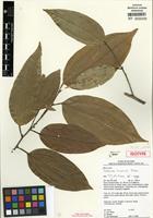 Isotype of Maburea trinervis Maas [family OLACACEAE]