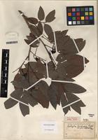 Isotype of Matayba longipes Radlk. [family SAPINDACEAE]