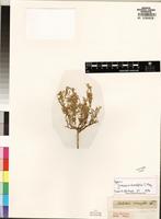 Syntype of Lotononis laxa Eckl.&Zeyh. [family FABACEAE]