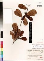 Isolectotype of Nesogordonia humbertii Capuron [family STERCULIACEAE]
