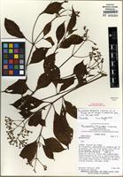 Isotype of Arachnothryx tayloriae (Lorence) Borhidi [family RUBIACEAE]