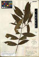 Isotype of Faramea macrura Standl. [family RUBIACEAE]