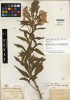 Isolectotype of Oenothera elata subsp. hirsutissima (A. Gray ex S. Watson) W. Dietr. [family ONAGRACEAE]