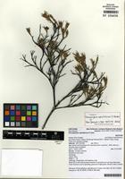 Isotype of Dracophyllum ophioliticum S. Venter [family ERICACEAE]