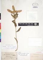 Isotype of Securidaca longipedunculata Fresen. [family POLYGALACEAE]