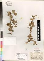 Isoneotype of Commiphora pyracanthoides Engl. [family BURSERACEAE]