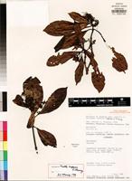 Holotype of Pavetta kupensis S. Manning [family RUBIACEAE]