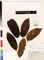 Isotype of Tricalysia anomala var anomala [family RUBIACEAE]
