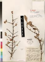 Isoneotype of Sericanthe andongensis var mollis Robbr. [family RUBIACEAE]